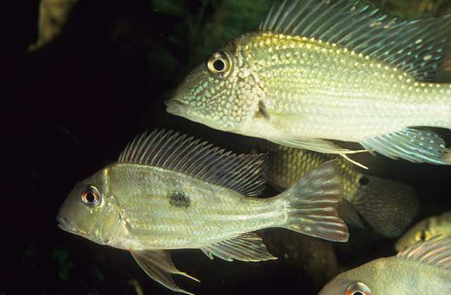 FH_CI_AM_0006(Geophagus sp).jpg